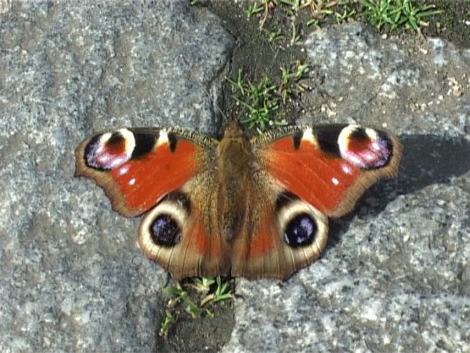 Tagpfauenauge ( Inachis io ), auf der Straße in der Stadt : Am Niederrhein, St. Tönis, 30.03.2008